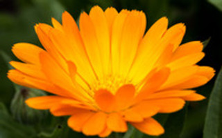 Calendula: Cuts and Scrapes Are No Match