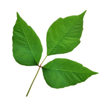 Homeopathy for Poison Ivy and Poison Oak