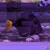 Purple Tang w/ HLLE Scarring (from Tank Tear Down)