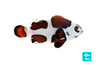 ORA Mocha Storm Clownfish