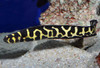 Engineer Goby, Adult
