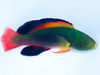 Scott's Velvet Fairy Wrasse, Super Male