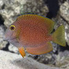 Squaretail Bristletooth Tang