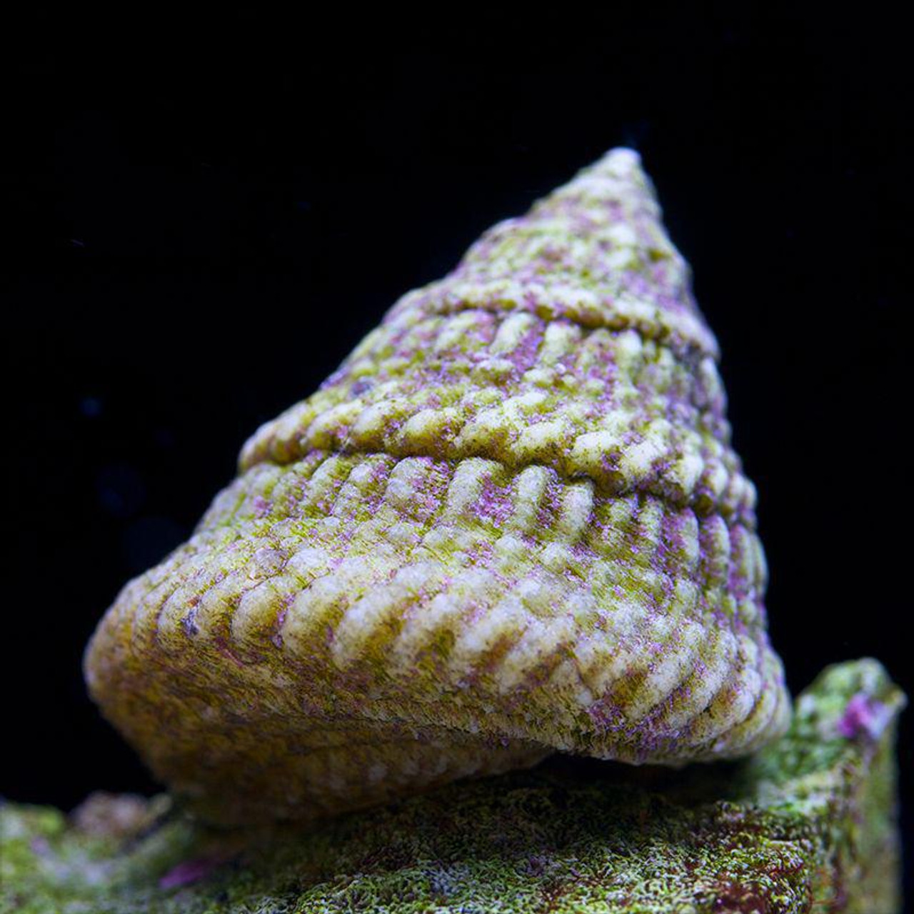 Astraea Snail