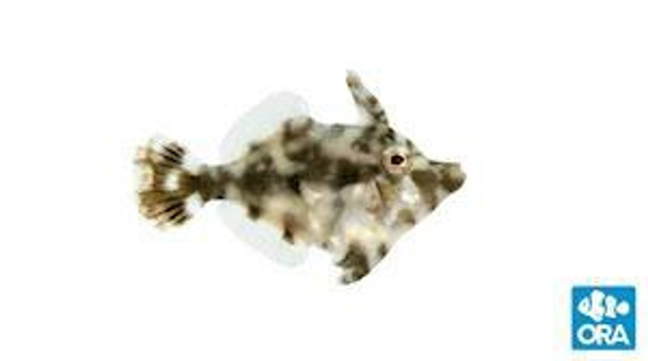 ORA Aiptasia-Eating Filefish