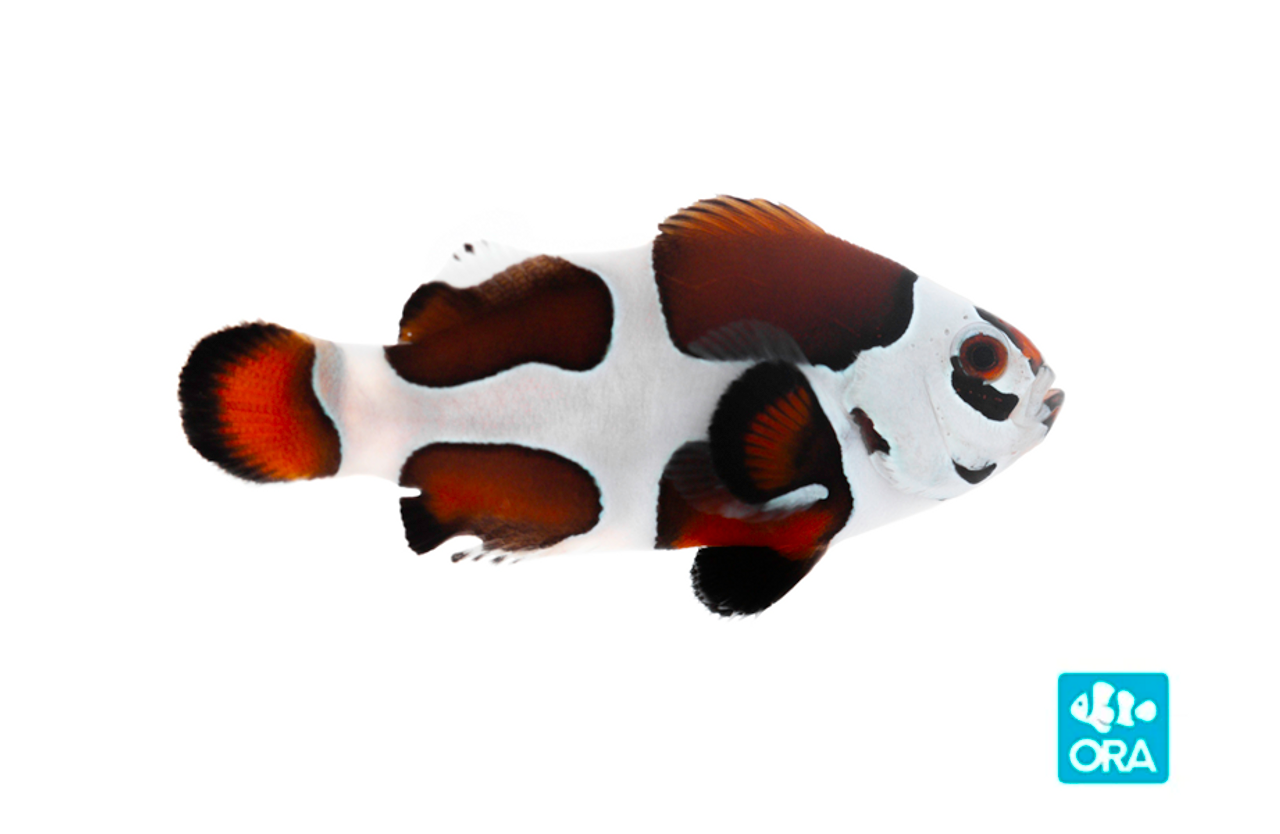 ORA Mocha Storm Clownfish