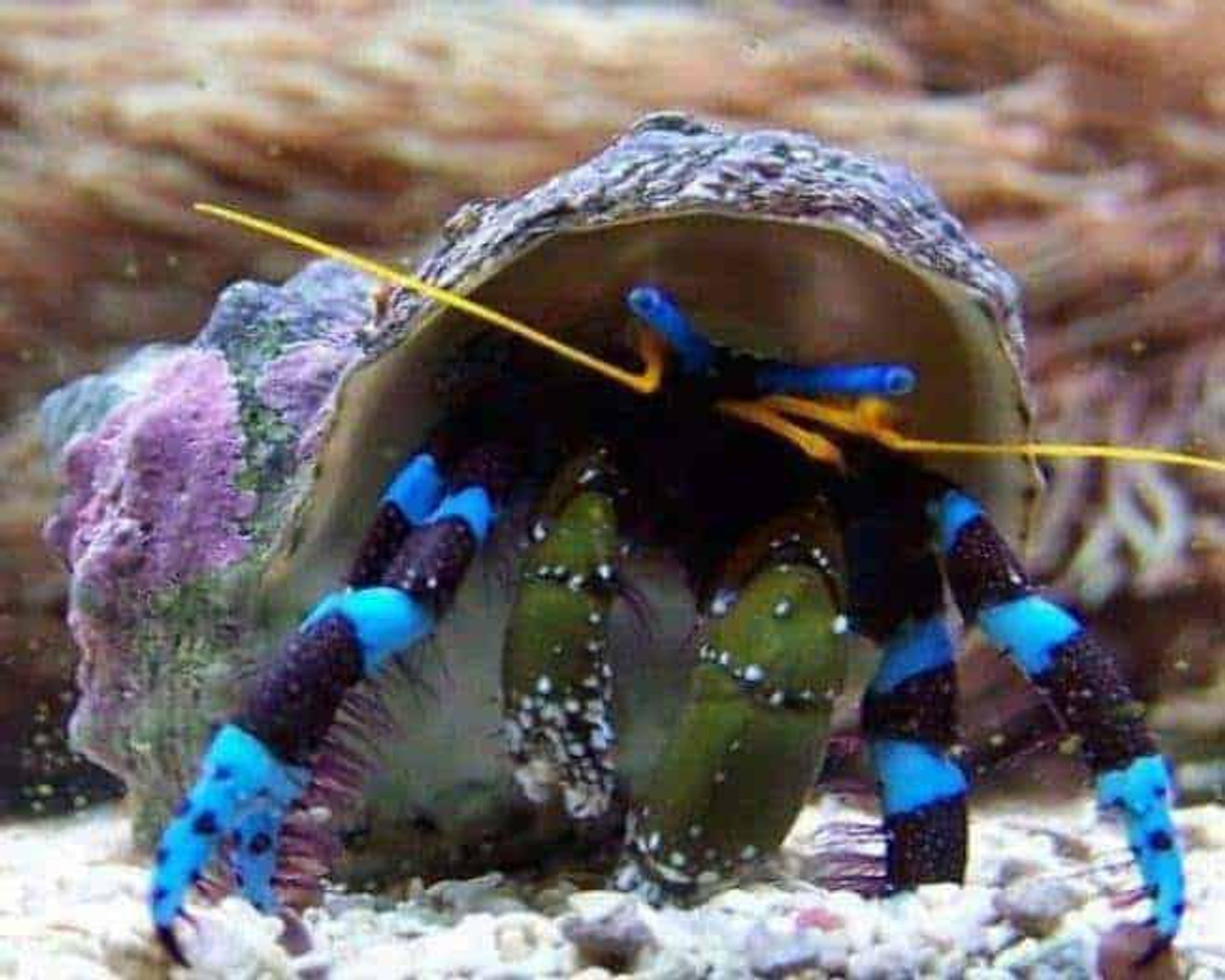 Blue Knuckle Hermit Crab