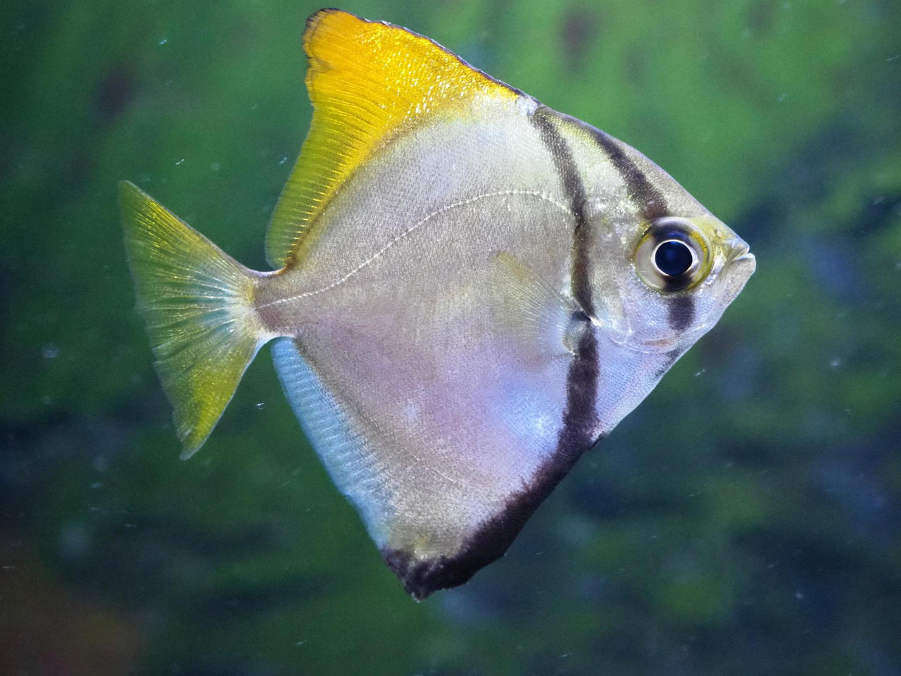 Mono Fish