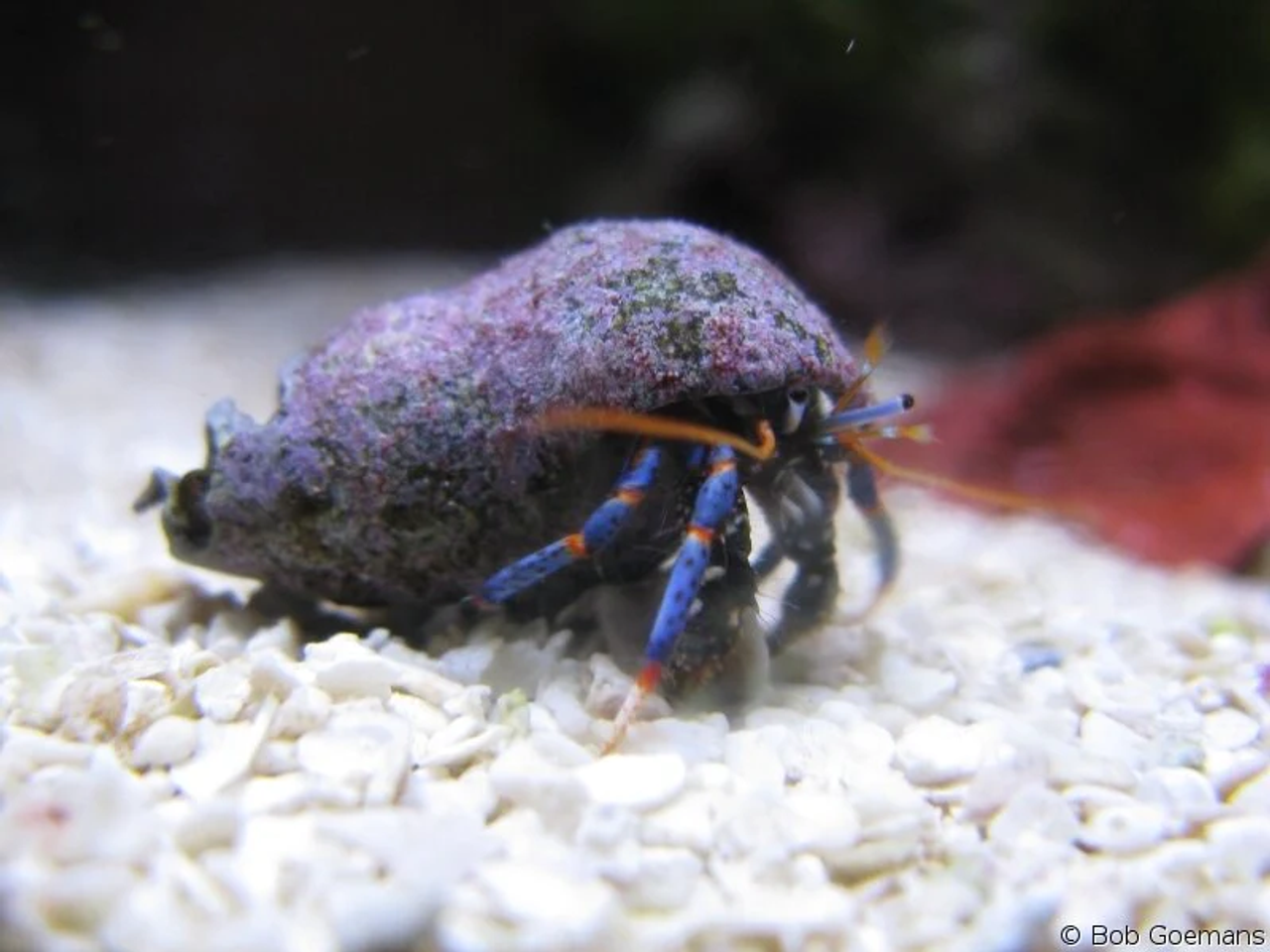 Blue Leg Hermit Crab