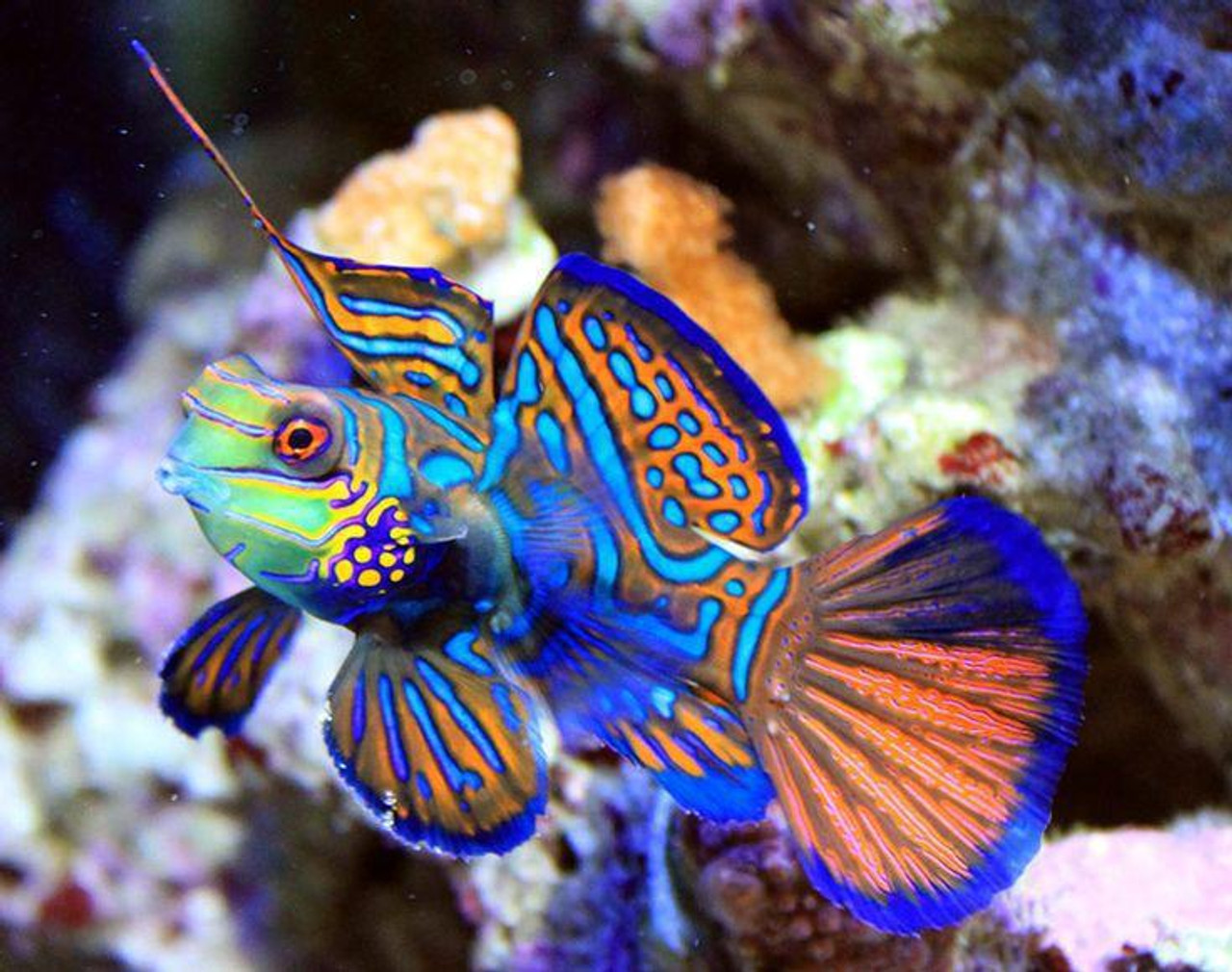 Mandarin Dragonet XL