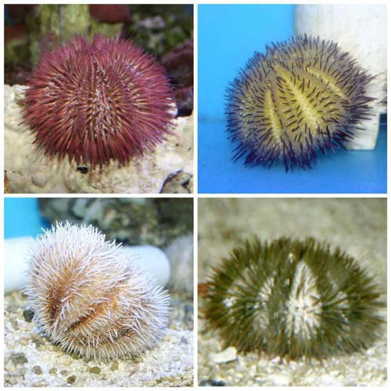 Pin Cushion Urchin