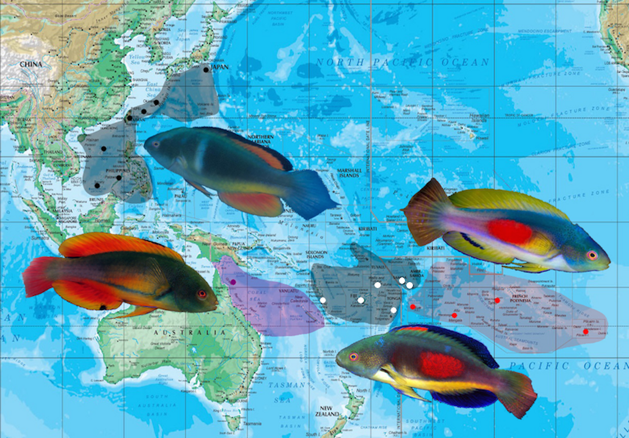 Scott's Fairy Wrasse