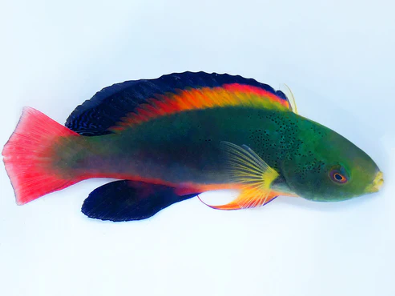 Scott's Velvet Fairy Wrasse, Super Male