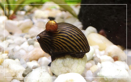 Nerite Snail