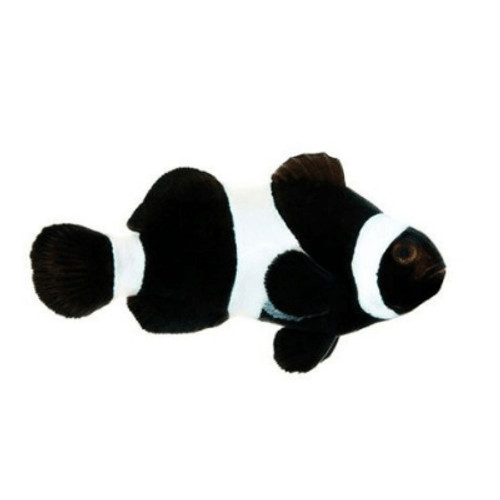 Black Darwin Clownfish