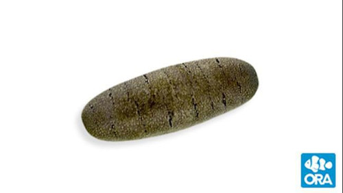 ORA Sandfish Cucumber