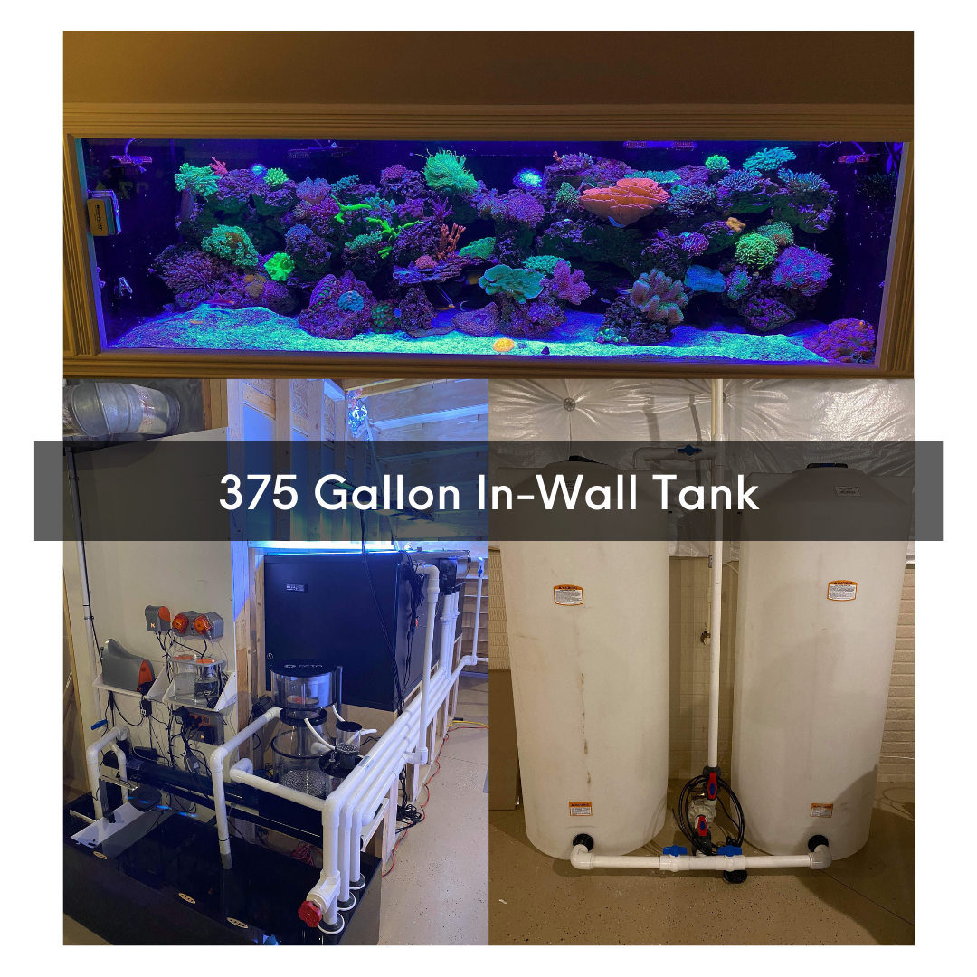 75-gallon-one-year-transition-4-.png