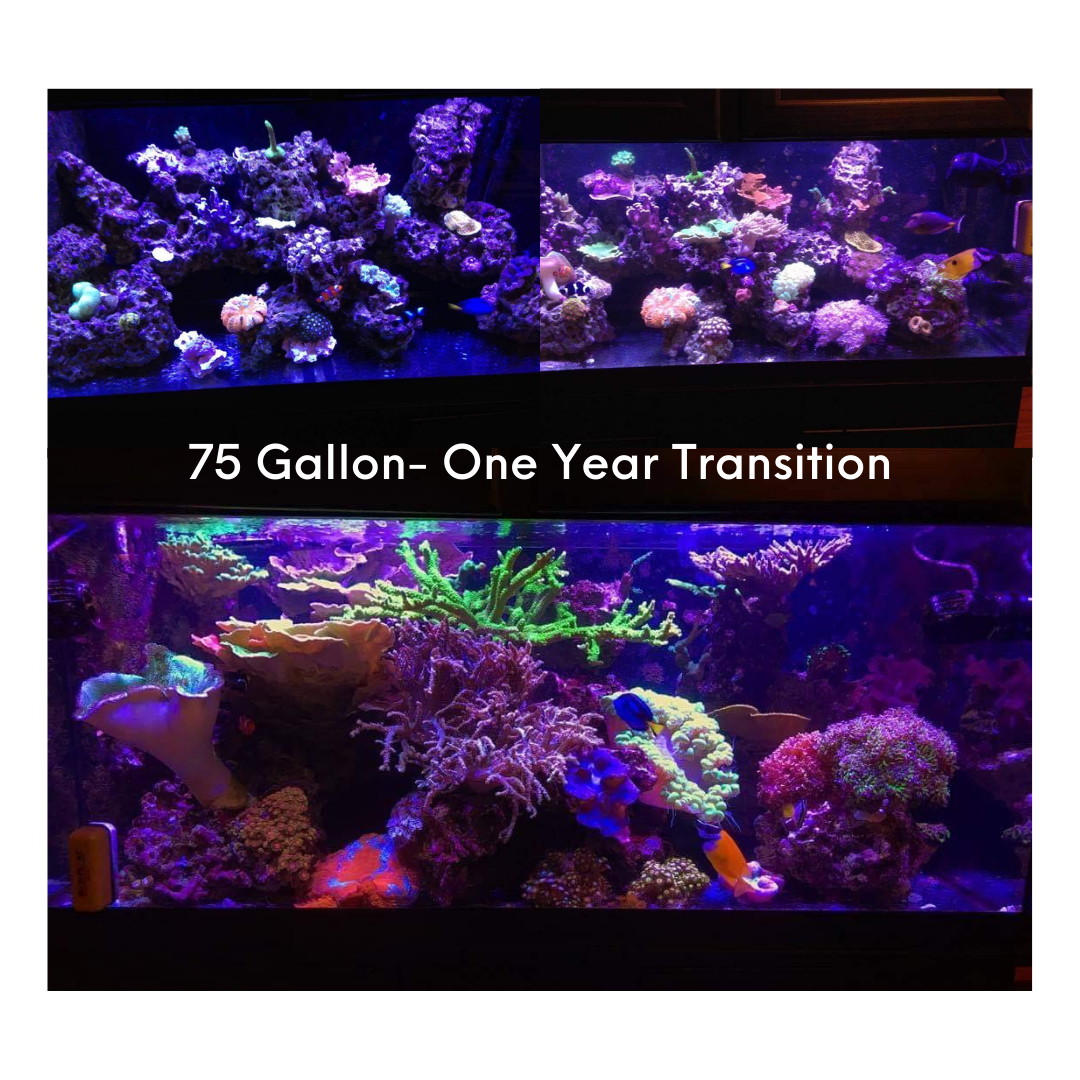 75-gallon-one-year-transition.png