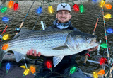 Christmas in July - Hybrids and White Bass!