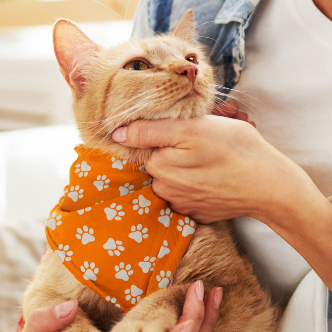 An orange pet bandana featuring white paw prints, worn by a cat held by a person.