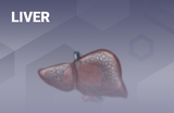 Liver 