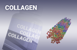 Collagen