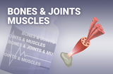 Bones&Joints&Muscles