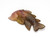 Tourmaline Fish Carving  25X50 mm 36.65 Carats GSCTO532