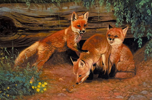 Fox Trot