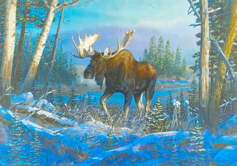 Moose in Woods