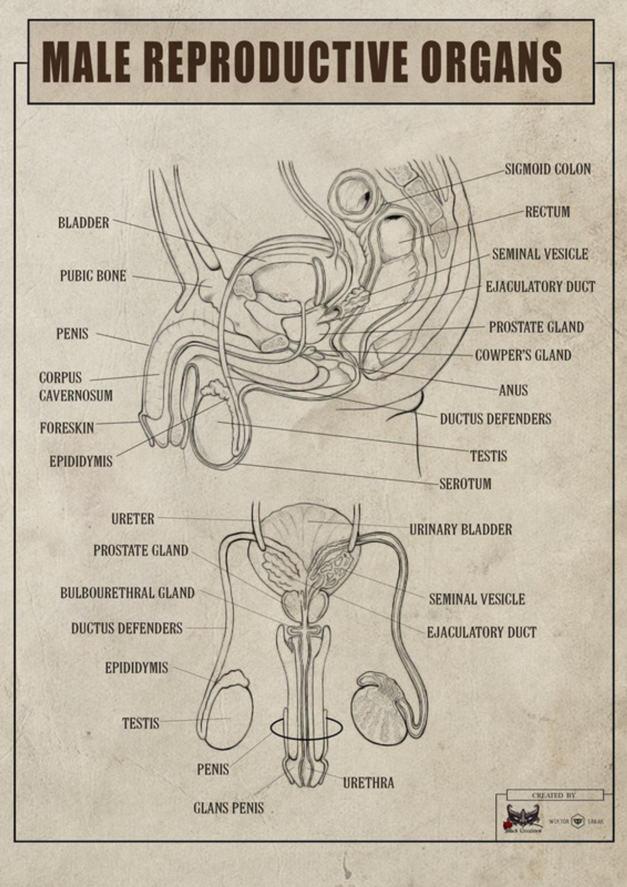 Male reproductive system b w - United Kingdom