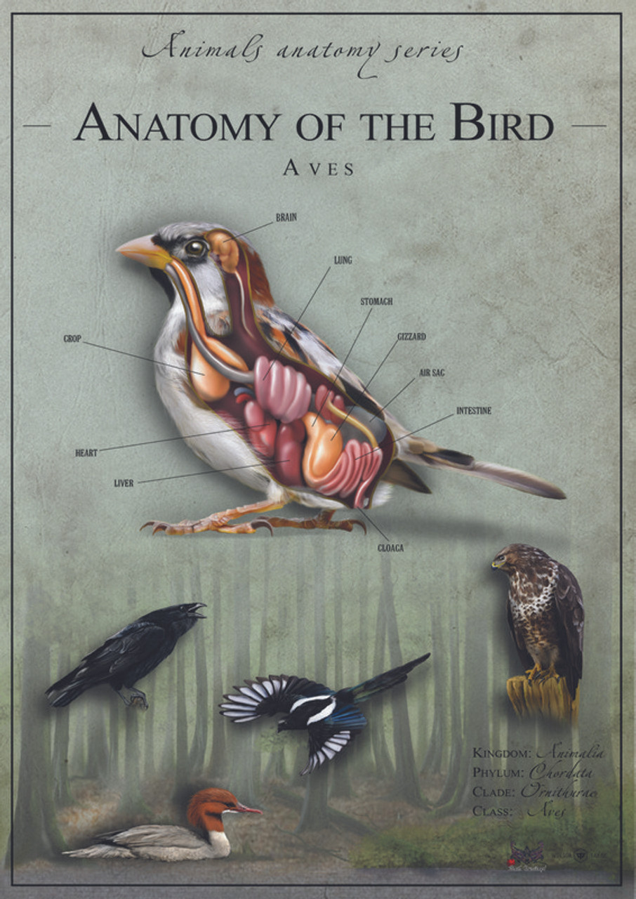 Bird Anatomy 2 United Kingdom Bird Anatomy 2 United Kingdom
