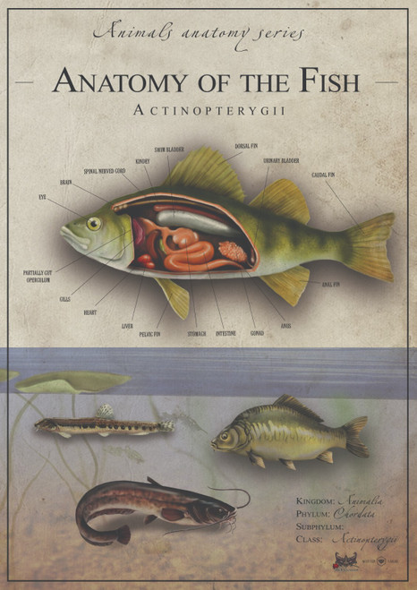 Fish anatomy 2 Poster Canvas Movie Film Print A0 A1 A2 A3 A4 A5 A6 Art Wall Deco