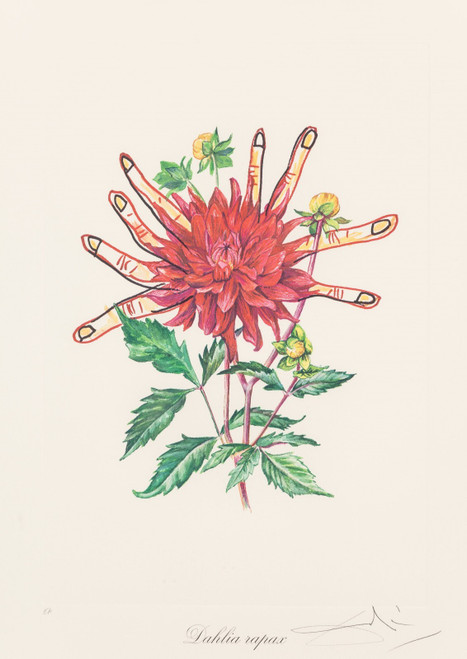 Salvador Dalí Florals Surrealist Flowers 1972 Picture 1 Poster Canvas Movie Film