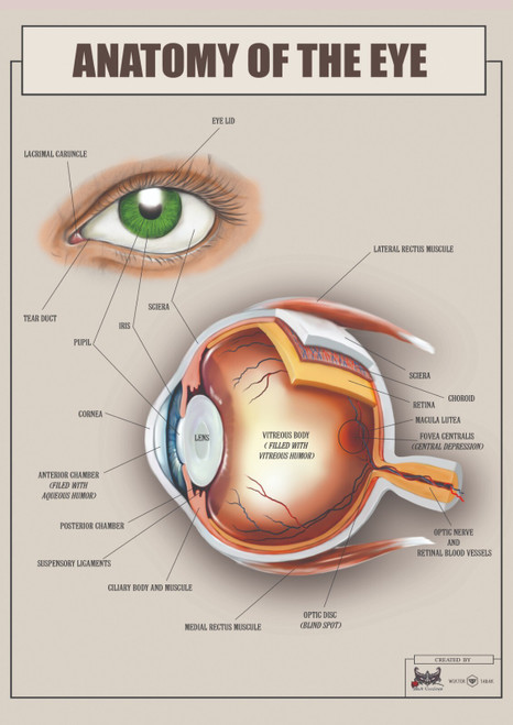 Anatomy of eye 2 Poster Canvas Print Art Painting Decor Reprint wall A0 A1 A2 A3