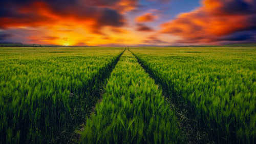 countryside_grass_fields_scenery_4k-3840x2160 Poster Canvas Print Art Painting D
