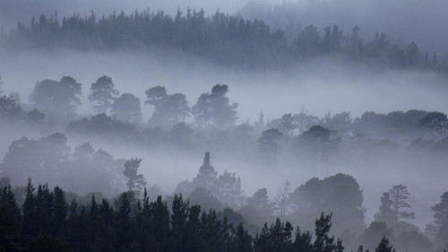 Rothiemurchus Forest, Cairngorms National Park, Highlands, Scotland Poster Canva