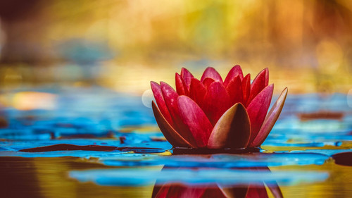 water_lily_5k-5120x2880 Poster Canvas Movie Film Print A0 A1 A2 A3 A4 A5 A6 Art