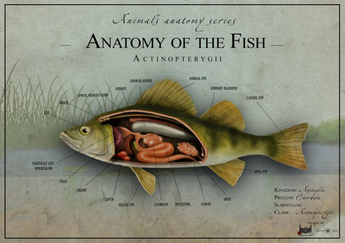Fish anatomy 1 Poster Canvas Movie Film Print A0 A1 A2 A3 A4 A5 A6 Art Wall Deco