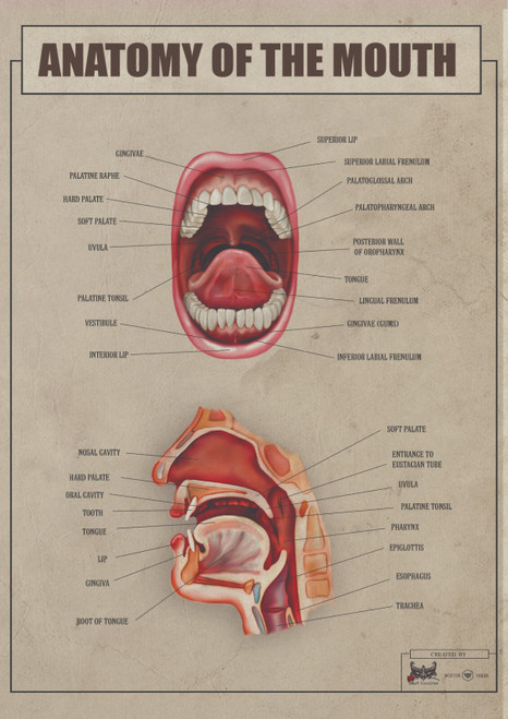 anatomy of mouth1 Poster Canvas Print Art Painting Decor Reprint wall A0 A1 A2 A
