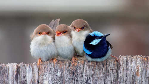 passerine-birds-3840x2160 Poster Canvas Movie Film Print A0 A1 A2 A3 A4 A5 A6 Ar