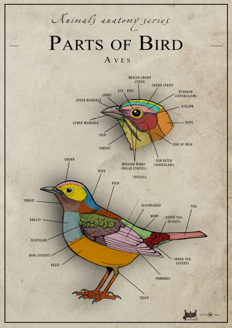 Parts of bird Poster Canvas Movie Film Print A0 A1 A2 A3 A4 A5 A6 Art Wall Decor
