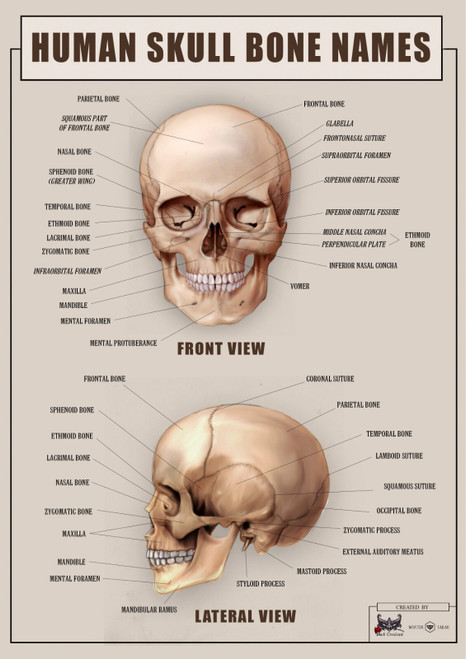 skull 2 Poster Canvas Movie Film Print A0 A1 A2 A3 A4 A5 A6 Art Wall Decoration