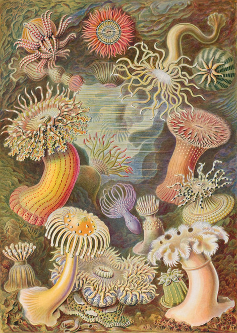 Ernst Haeckel Actiniae Poster Canvas Movie Film Print A0 A1 A2 A3 A4 A5 A6 Art W