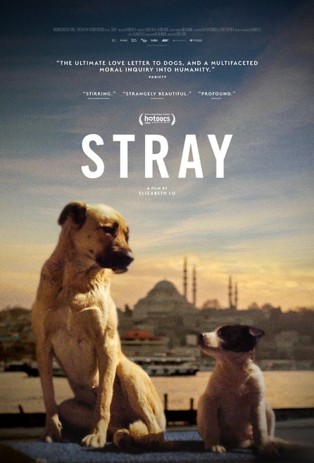 Stray (2021)_2 Poster Canvas Movie Film Print A0 A1 A2 A3 A4 A5 A6 Art Wall Deco