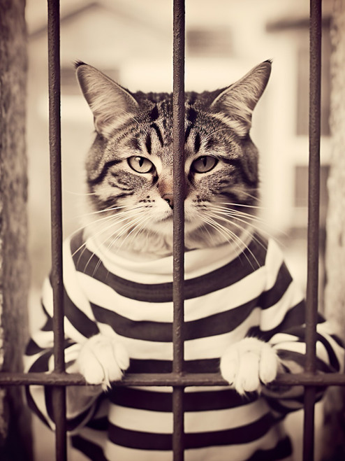 Cat in Prison-2--3by4 Poster Canvas Funny Annimals Pritnt A0 A1 A2 A3 A4 A5 A6