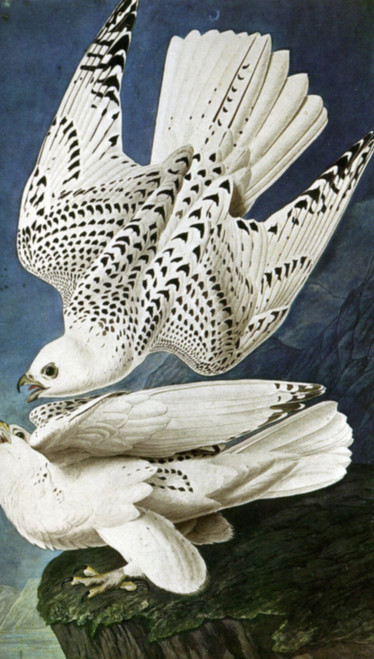 1837 John Audubon Les Gerfauts Blancs American painting Poster Canvas Movie Film 1837 John Audubon Les Gerfauts Blancs American painting Poster Canvas Movie Film