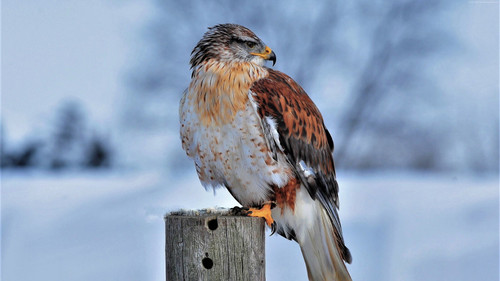 hawk-in-snow-4k-8x-3840x2160 Poster Canvas Movie Film Print A0 A1 A2 A3 A4 A5 A6