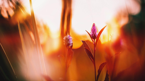 celosia-flowers-floara-5k-kz-5120x2880 Poster Canvas Movie Film Print A0 A1 A2 A