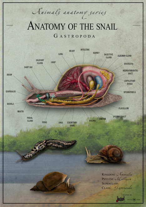 anatomy snail Poster Canvas Print Art Painting Decor Reprint wall A0 A1 A2 A3 A4